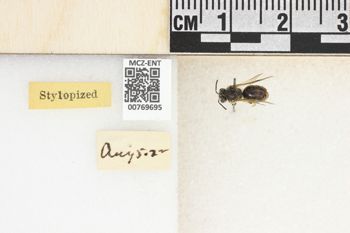 Media type: image;   Entomology 769695 Aspect: Labels